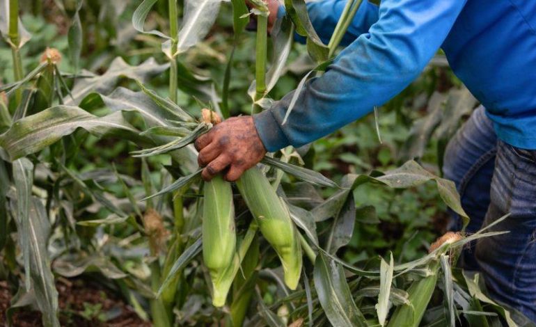  Crop tour projects record 2025 U.S. corn harvest, but disease could hit yields