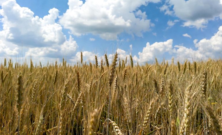Commerzbank anticipates wheat price recovery by end of 2026 on supply constraints